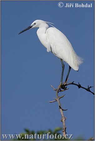 Ardea garzetta