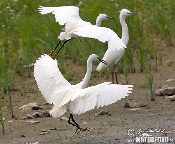 Ardea garzetta