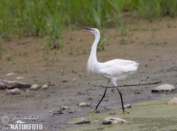 Ardea garzetta