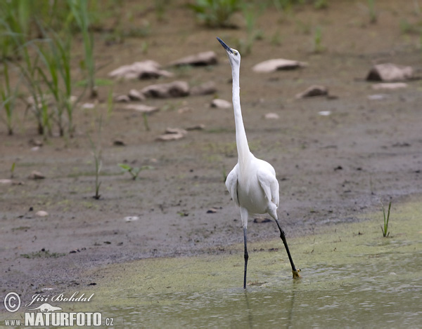 Ardea garzetta