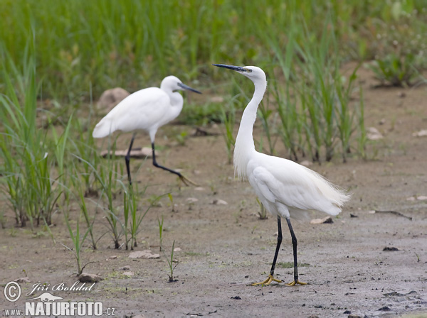 Ardea garzetta