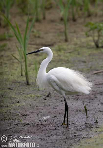 Ardea garzetta