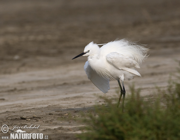 Ardea garzetta