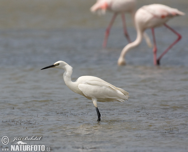 Ardea garzetta