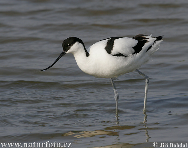 Avocetta