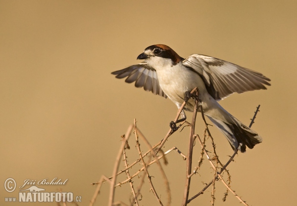 Bách thanh Woodchat