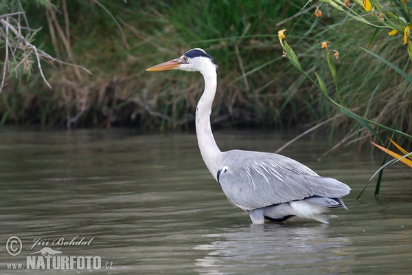 Bernat pescaire