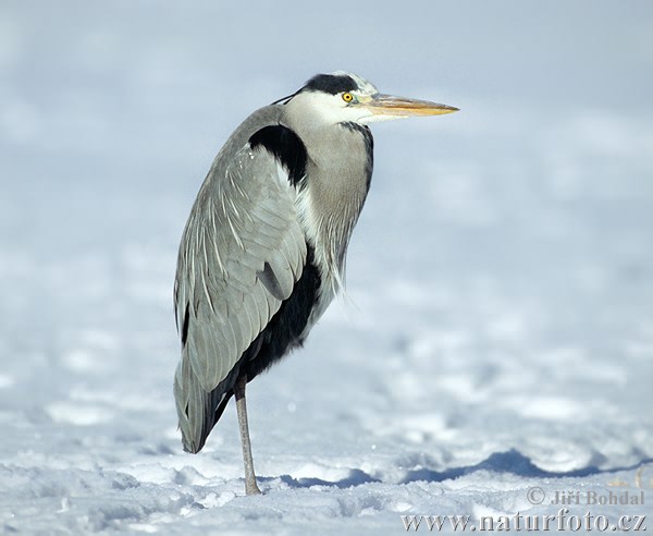 Bernat pescaire