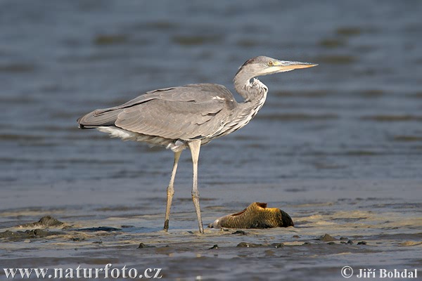 Bernat pescaire