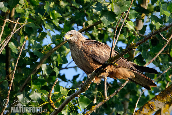 Black Kite (Milvus migrans)