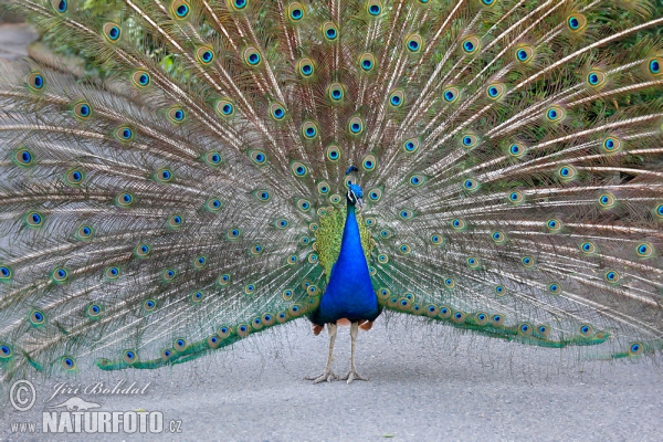 Blauer Pfau