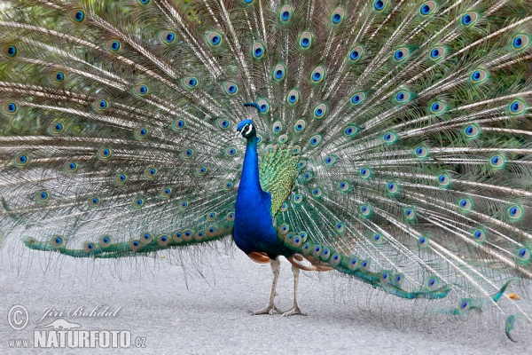 Blauer Pfau