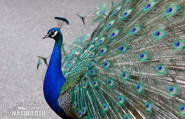 Blauer Pfau