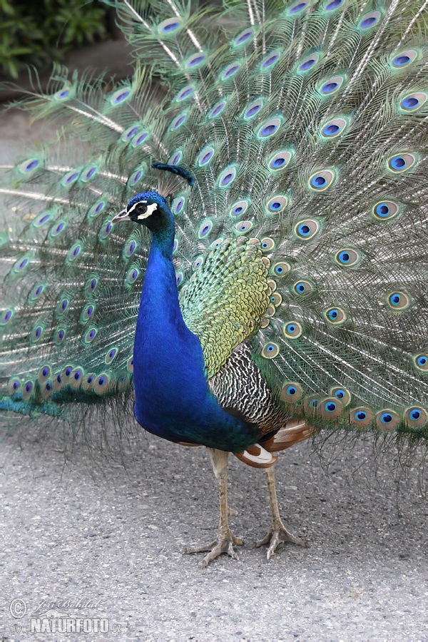 Blauer Pfau