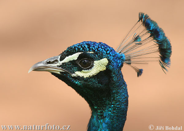 Blauer Pfau