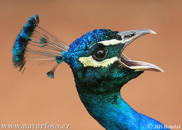 Blauer Pfau