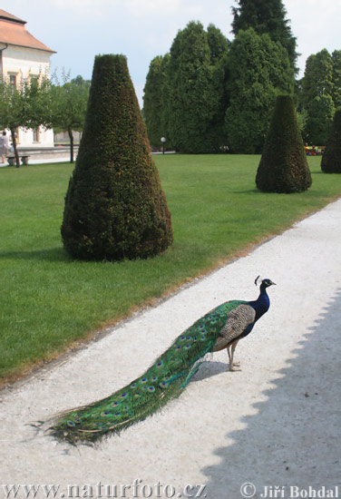 Blauer Pfau