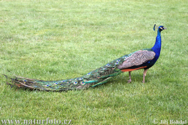 Blauer Pfau