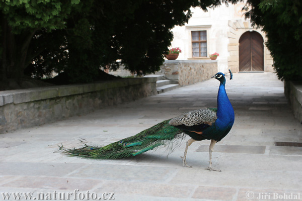 Blauer Pfau