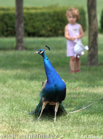 Blauer Pfau