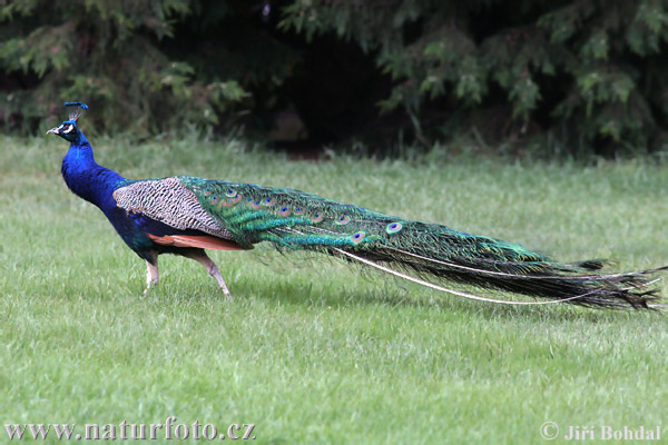 Blauer Pfau