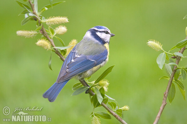 Blaumeise