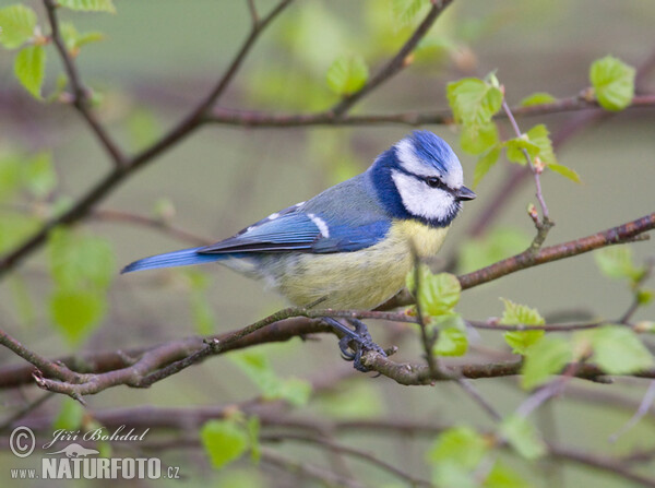 Blaumeise