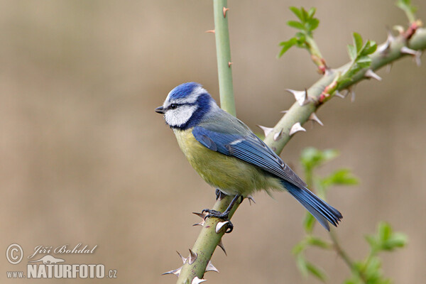 Blaumeise