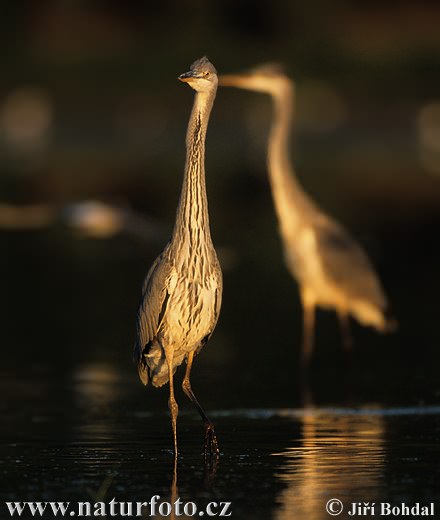 Blauwe reiger