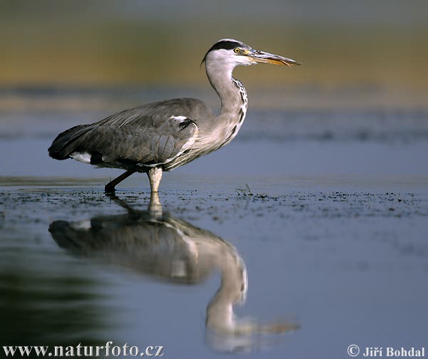 Blauwe reiger