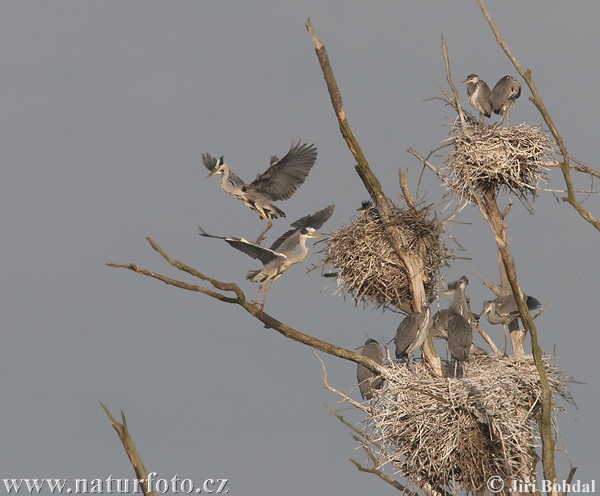 Blauwe reiger