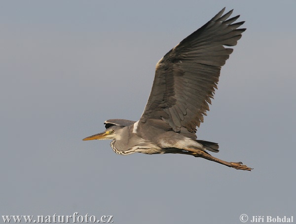 Blauwe reiger