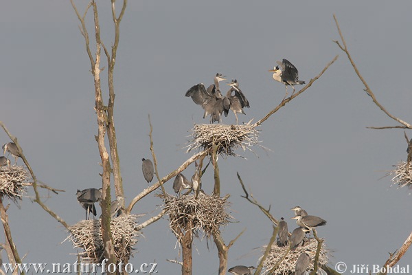 Blauwe reiger