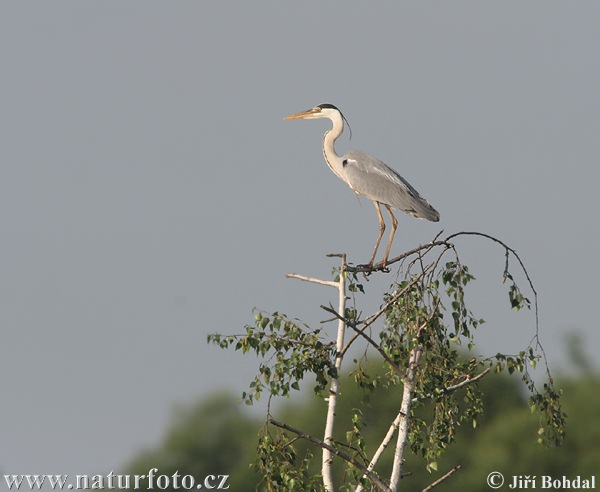 Blauwe reiger