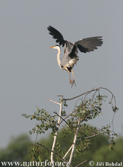 Blauwe reiger