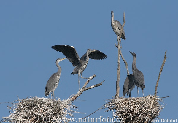 Blauwe reiger