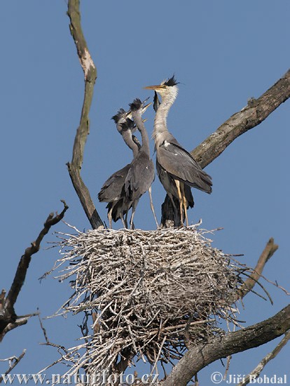 Blauwe reiger