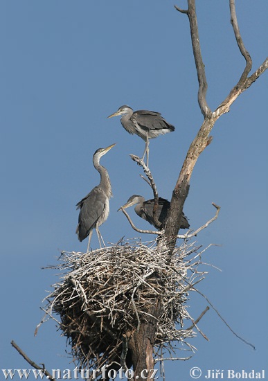 Blauwe reiger