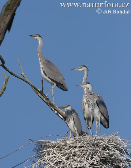 Blauwe reiger