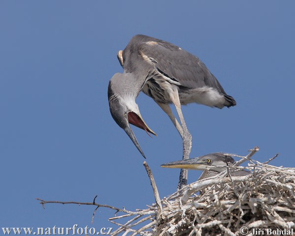 Blauwe reiger