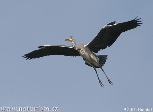 Blauwe reiger