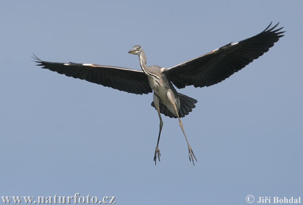 Blauwe reiger