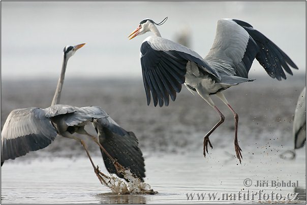 Blauwe reiger