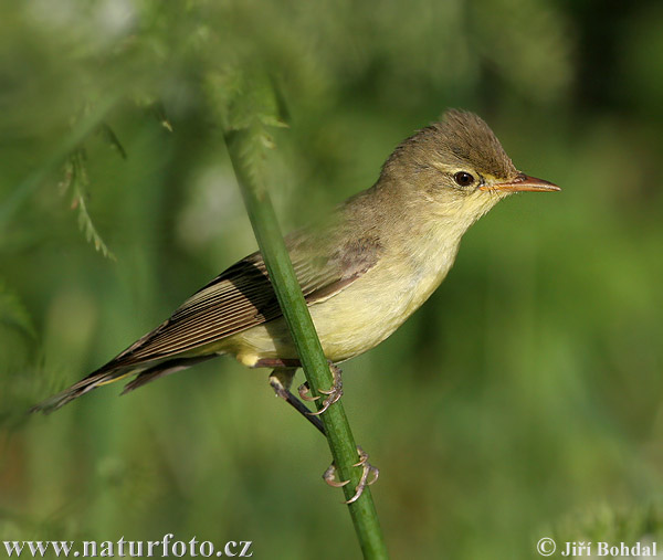 Bosqueta icterina