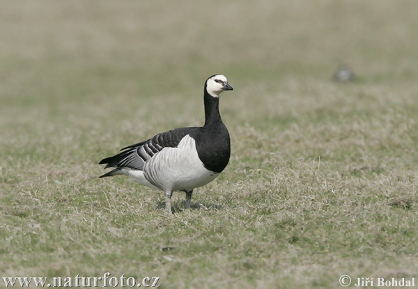 Branta leucopsis