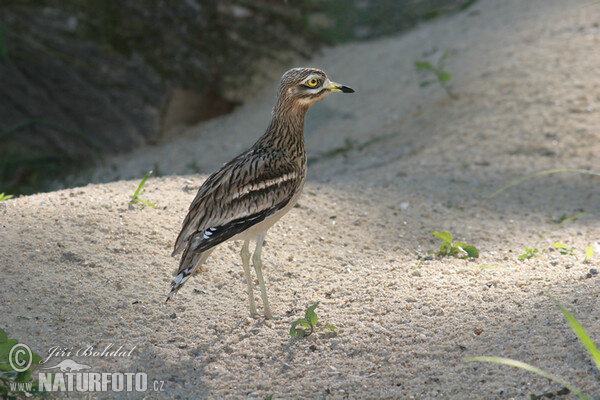 Burhinus oedicnemus