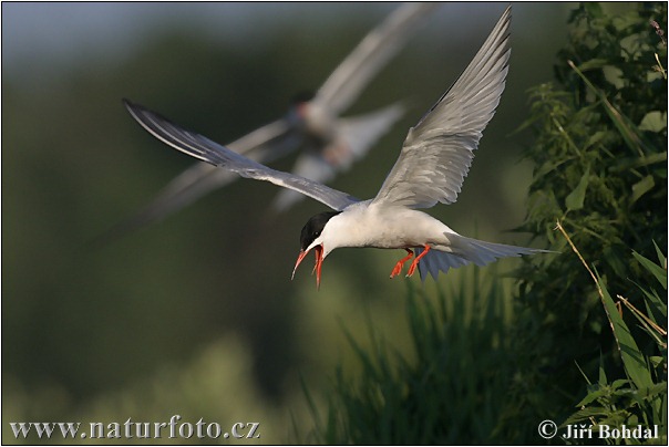 Burung Camar Siput