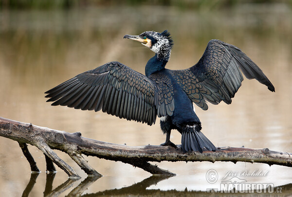 Burung Dendang Air