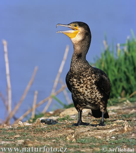 Burung Dendang Air