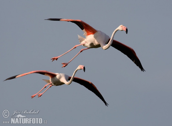 Burung Flamingo Besar